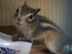 ��`���`��`�@�s���{�P�Ȃ�ā`�`�`�I