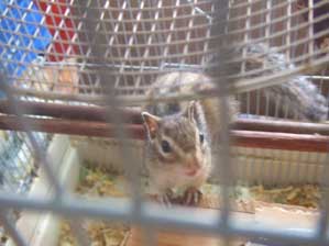 �J�{�`���̎�`���E�_�C�I