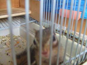 �J�{�`���̎�@�N���I