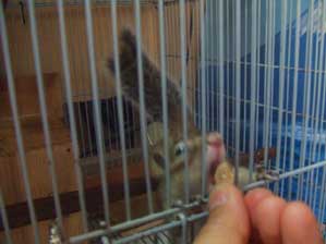 �H�H�@�����͑f���ɂ��ꂽ�ȁ`