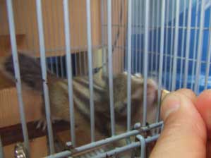 �f�����I