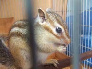 ��������������I�@�f�����@�s�C���`�`