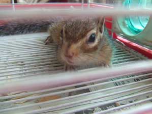 ����ł���̂�I