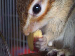 �H���̔��~�����Ȃ��Ƃˁ`