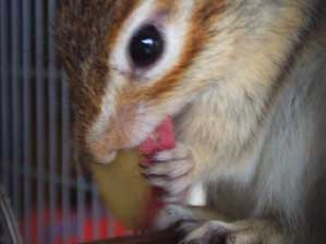 ������������@�S���H�ׂ��Ⴈ���ƁI