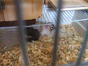 �{���I�@���ꂵ����`��I