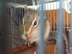 �H�~�̏H�ł����́I