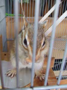 ���肪�Ƃ��I�@�����ƃ`���E�_�C�I