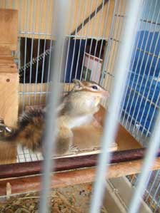 �C���`�@�����ƃ`���E�_�C�I