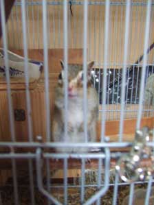 �G�ߊO��̂���������`��@�E�����V���`�`