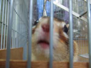 ����Ȃ��Ɓ@��������@�����J�{�`���̎�`���E�_�C�I