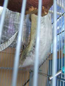 �E�j�݂̒邵�����`�`