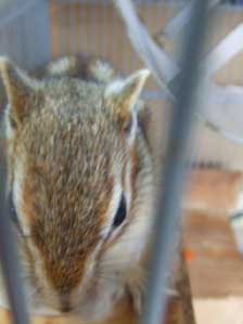 �����炱���@���肪�Ƃ��������܂���