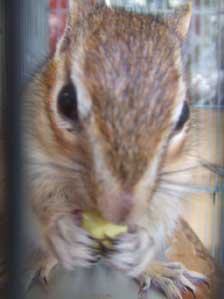 �H�ׂĂ���Ƃ��͖��S�Ȃ̂ł��I