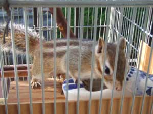 �v���Ԃ肶��`