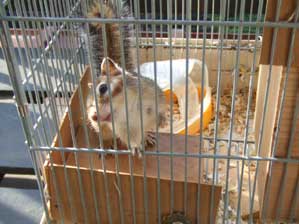 �t�̍����k���ł���̂�I