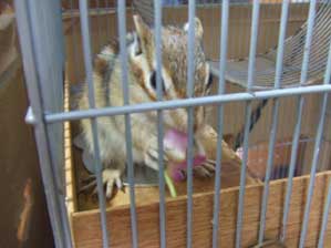 �H�ׂꂻ��������@�H�ׂ܂��I