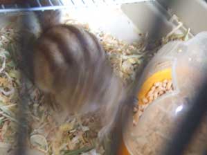 �ǂ��[�_�[�@�f���������ɂ��Ă���Ȃ�����[