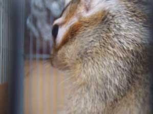 ����J���񂾂����ȁ`