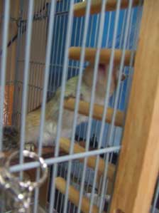 �K���K���@�H�ׂ��̂��ȁH