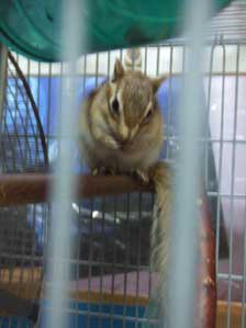 �M���̕��������Ƒ��N���ł���I�@���f����`