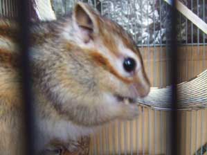 �\��Ȃ���I�@�����ƃ`���E�_�C�B�B�B