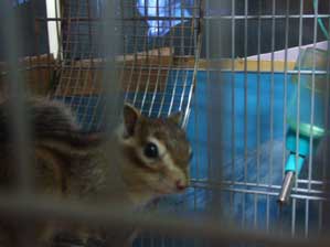 �������Ȃ���`��