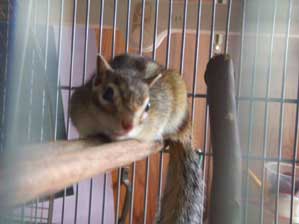 �G�A�R���̃X�C�b�`����ā`��