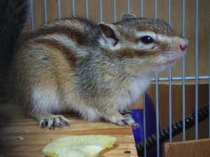 �C���������`�`��