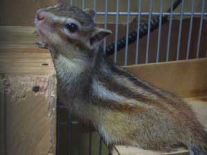 ���R���~�����́`