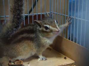 ���肪�Ƃ��B