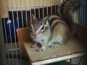 ���肪�Ƃ�