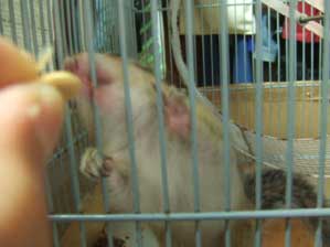 �͂��Ȃ��`�@����������Ƃ��`