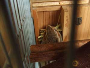 ����Ȃ���`