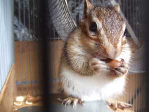 �����Ȃ�Ȃ�@��R�H�ׂĂ����Ȃ�������