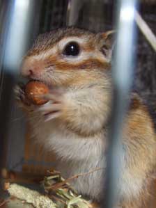 �ف`���@�����Ɓ@�I�N���`�`