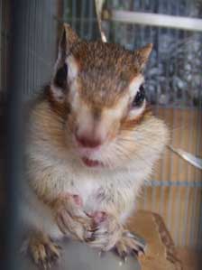 ���C�V���I