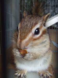 �V�N�@�Ȃ�ā@�V���l�`���`�_�I