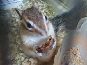 ���������ł���