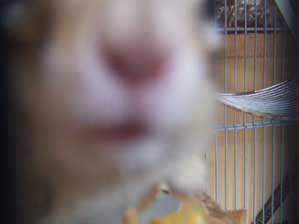 �g�����`