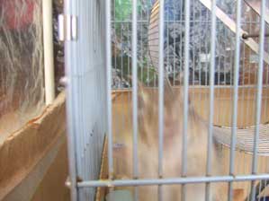 �|�����ɕϐg�I