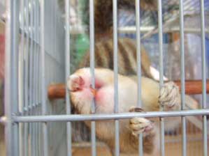 ���ꂨ��@���̎���