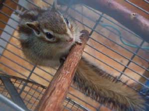 �o�����X���Ƃꂽ�`�`