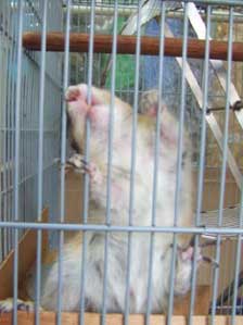 �Ђ܂�̎�`���E�_�C�I