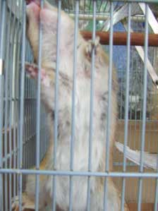 ����݂��傤�����I�I