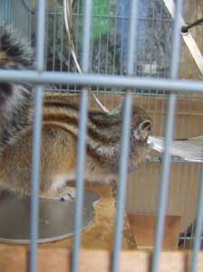 �d���Ĕ��������̃��`��