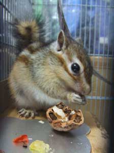 �ǂ��ł���`�`