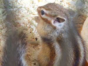 �L���C�ɂ��ꂿ������B�B�B