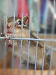 ������@���傤���`��