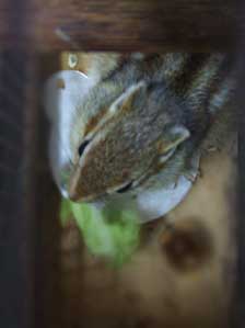 ���͂́@���f�u�ł��ˁB�B�B